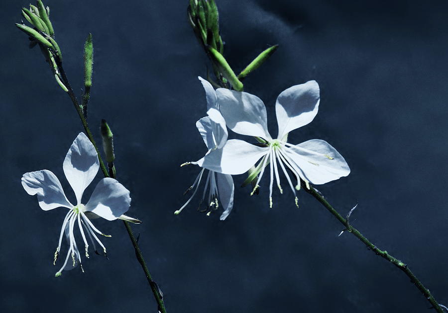 Butterfly Flowers On Blue Photograph by Jeff Townsend