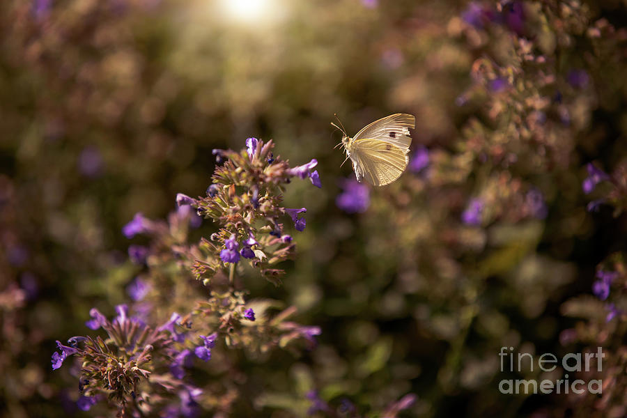 Butterfly Fluttering in a Garden Photograph by Diane Diederich