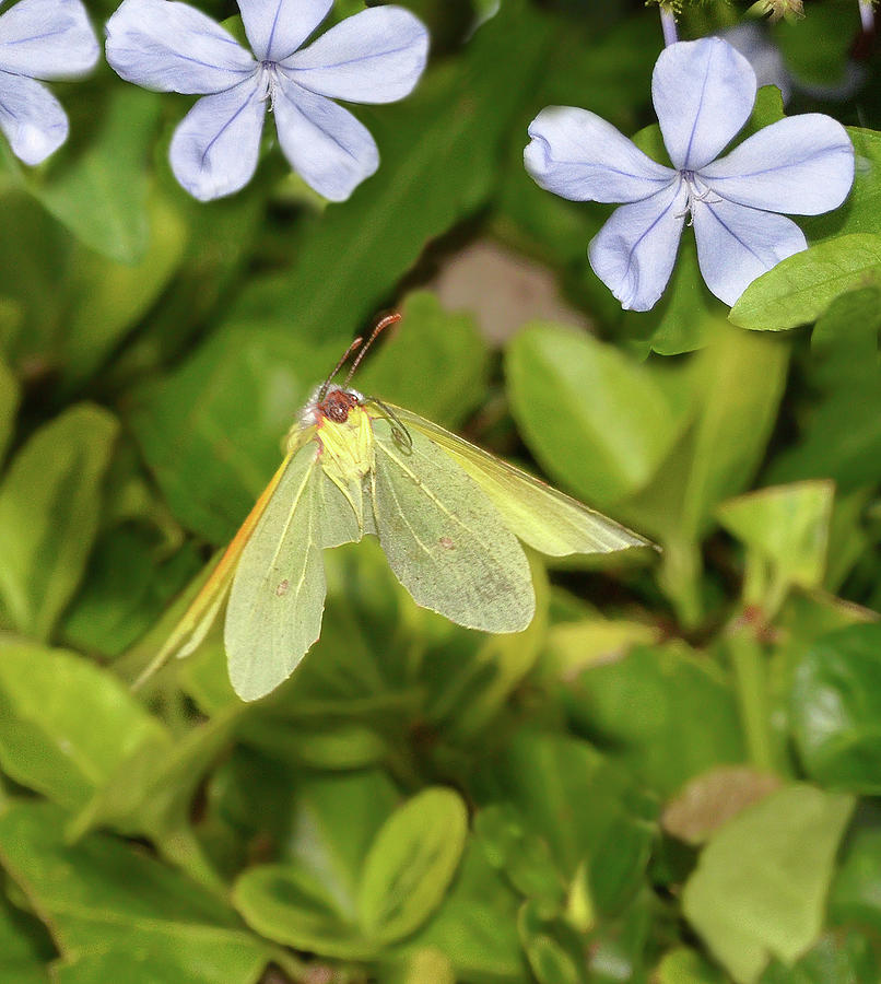 Butterfly Flying On Flowers Photograph By Nicola Fusco Fine Art America