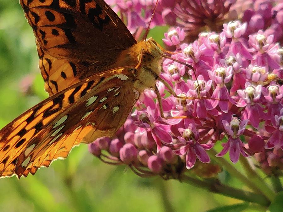 Butterfly Focus Photograph by Allen Nice-Webb