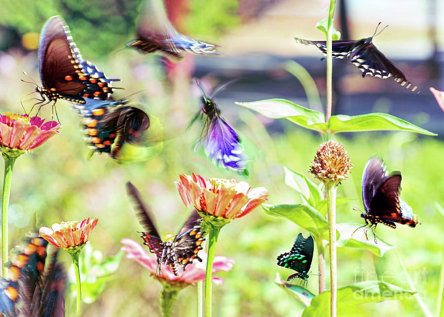 Butterfly Garden Digital Art by Anthony Ellis