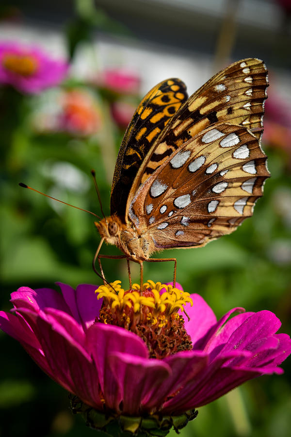 Butterfly Photograph - Butterfly Garden by Bonny Puckett