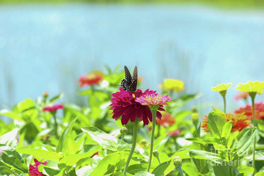 Butterfly garden by a pond Photograph by Bentley Davis