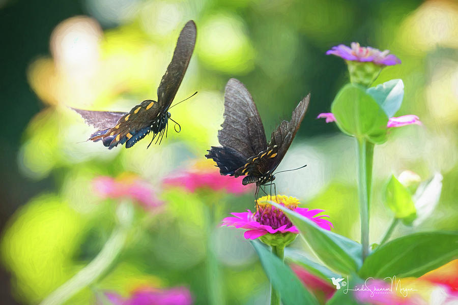 Butterfly Garden Photograph by Linda Shannon Morgan
