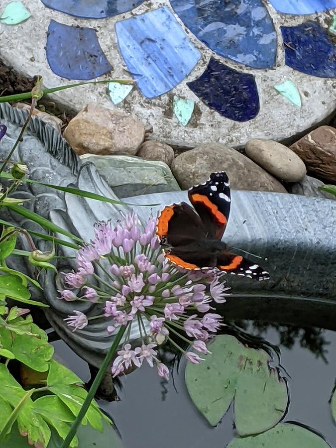 Butterfly garden Photograph by Lisa Mutch