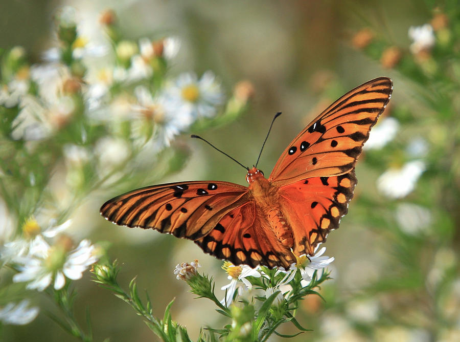 Butterfly Garden Photograph