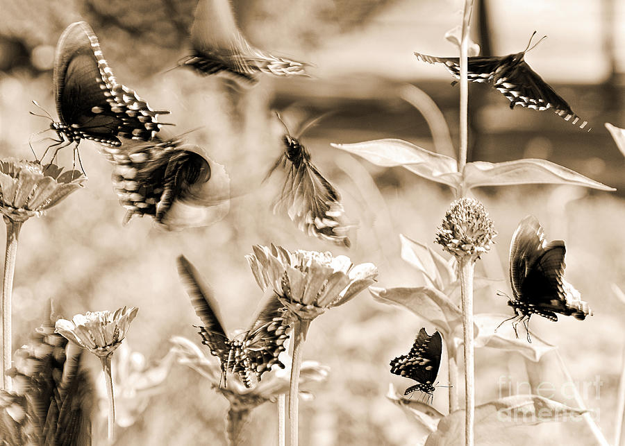Butterfly Garden - Monochrome Digital Art by Anthony Ellis