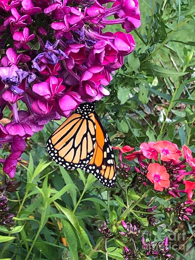 Butterfly garden Photograph by Classica - Fine Art America