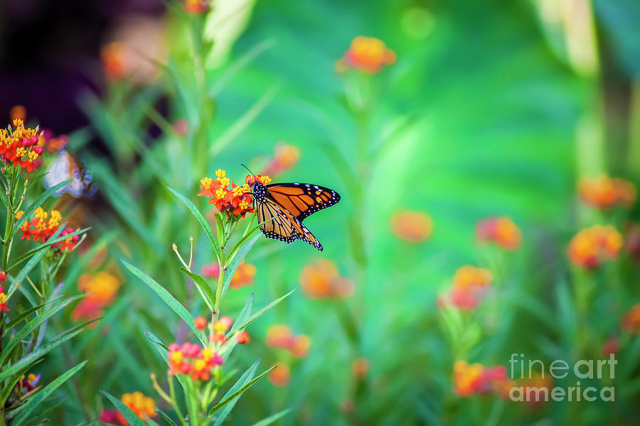 Butterfly Garden Photograph by Susan Vineyard