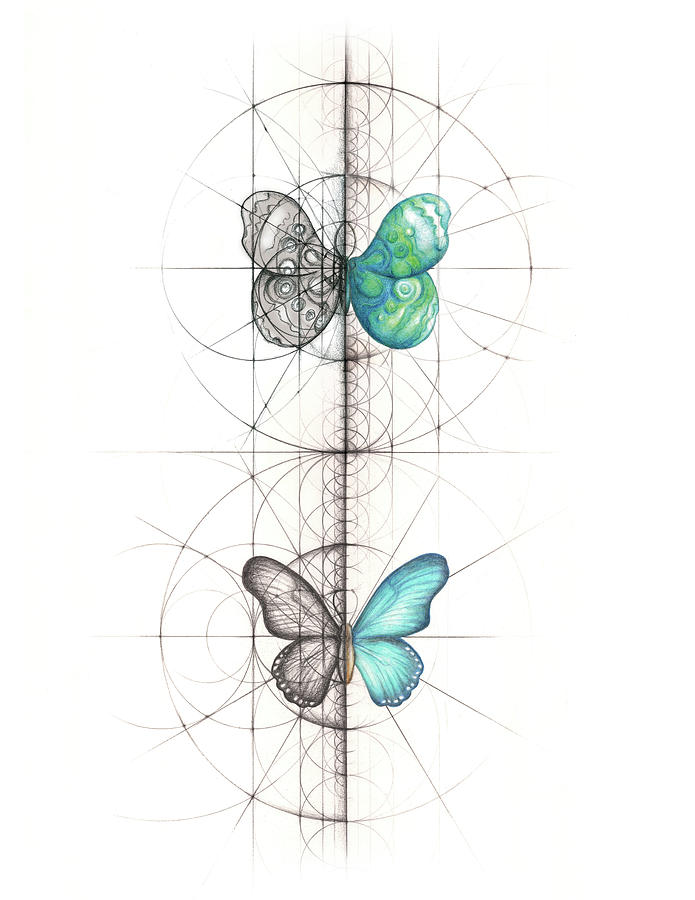 Butterfly Geometry 2up Drawing by Nathalie Strassburg