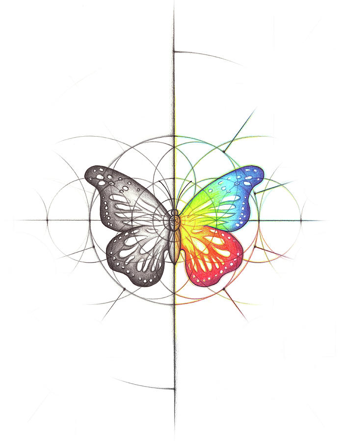 Butterfly Geometry Spectrum Drawing by Nathalie Strassburg