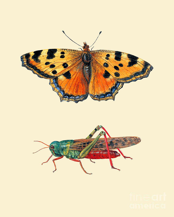 Butterfly Digital Art - Butterfly grasshopper drawing by Madame Memento