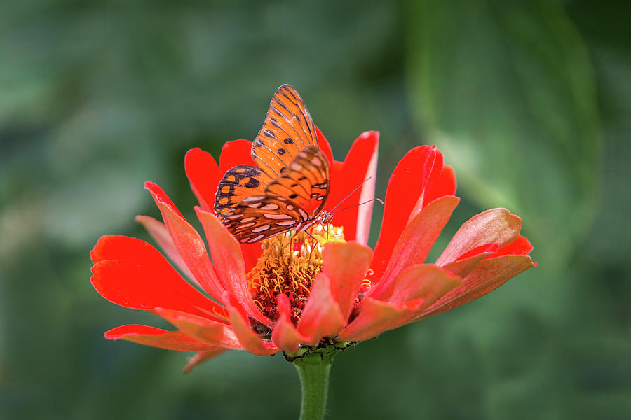Butterfly - Gulf Fritillary Photograph by Patti Deters