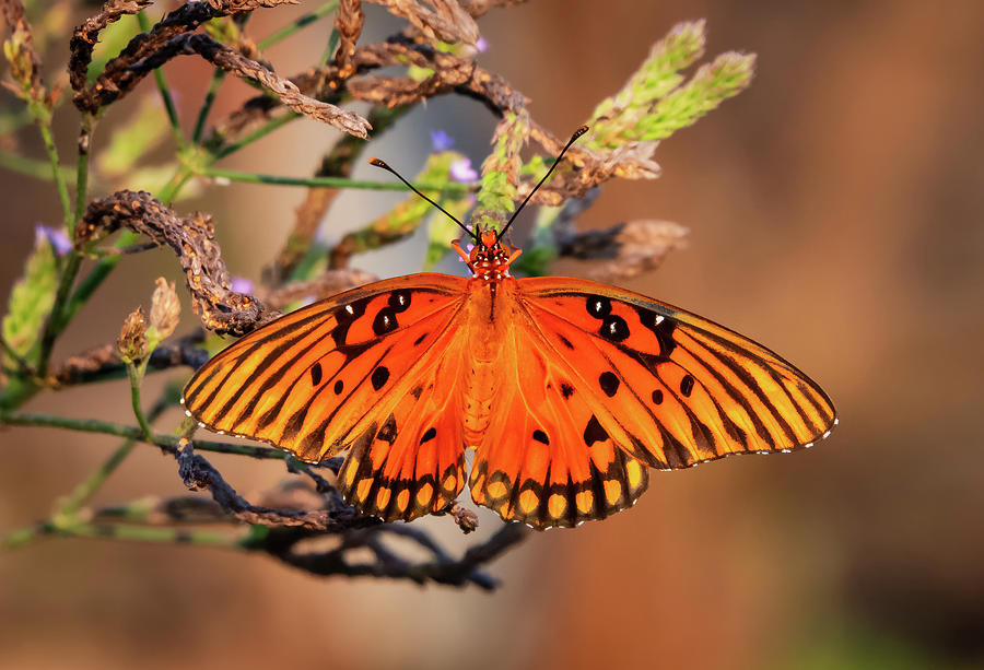 Butterfly - Gulf Fritillary - Thomson GA - 1 Photograph by John Kirkland