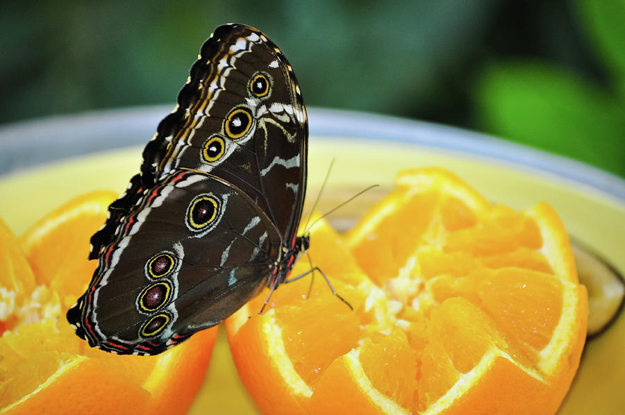 Butterfly Haven Citrus Photograph by Kyle Hanson