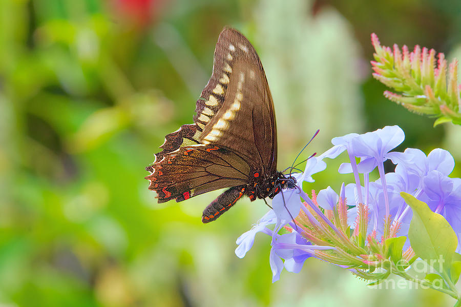 Butterfly Heaven Photograph by Judy Kay
