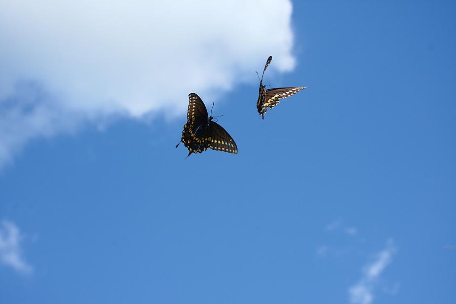 Butterfly High Flyers  Photograph by Christopher Mercer