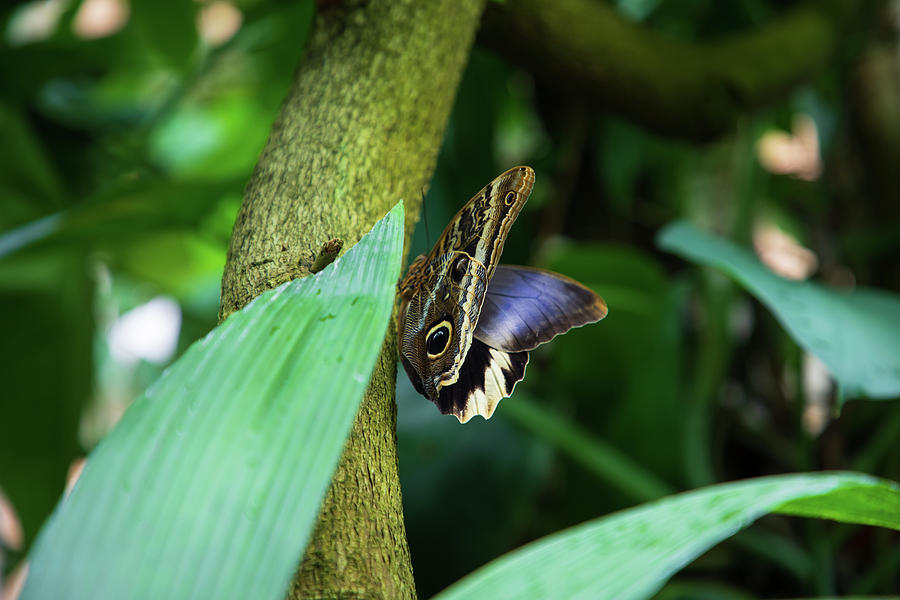 Butterfly house no. 4005 Photograph by Jonathan Babon
