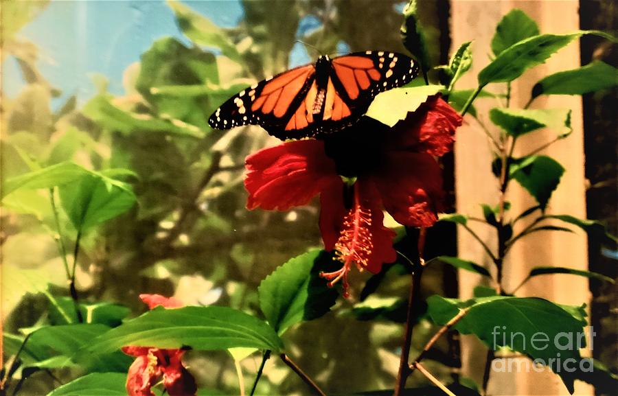 butterfly ii