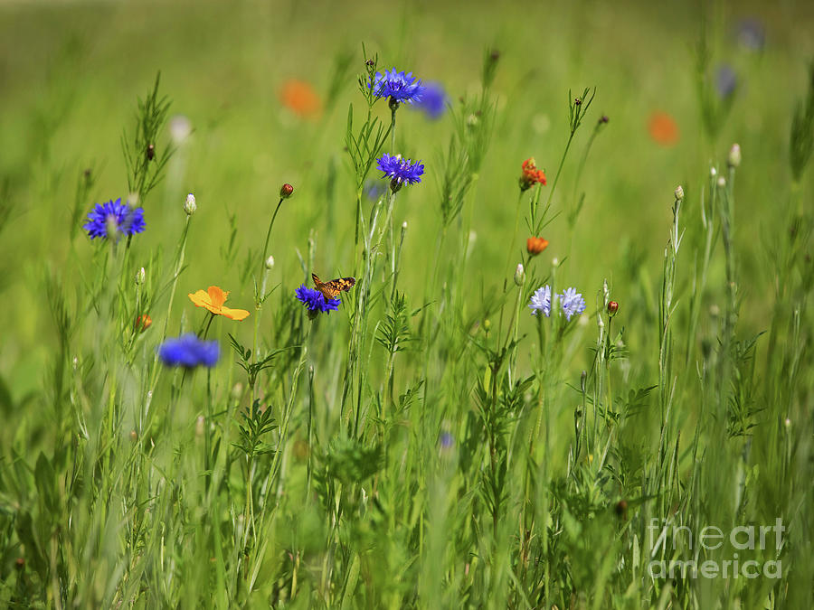 Butterfly in a Field of Wildflowers Photograph by Diane Diederich