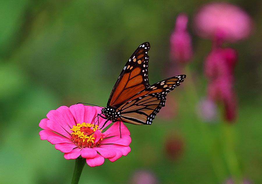 Butterfly in action Photograph by KC Scott - Fine Art America