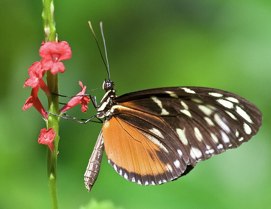 Butterfly in Aruba Photograph by David Morehead