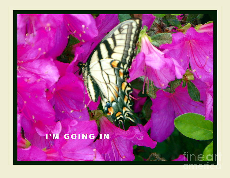 Butterfly in Azaleas Photograph by Shirley Moravec