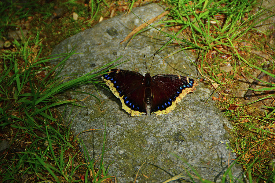 Butterfly in Delaware Water Gap Photograph by Raymond Salani III