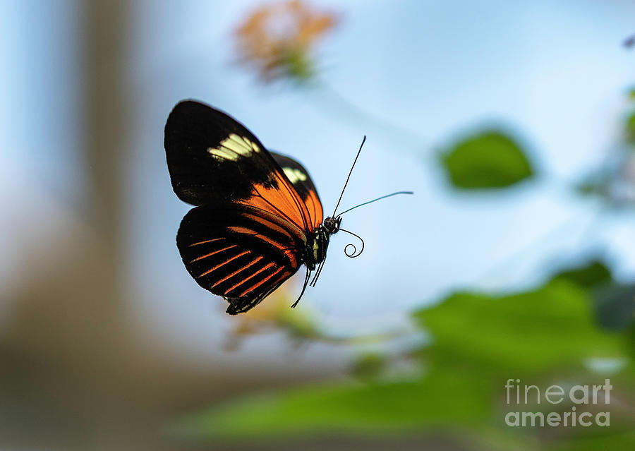 Butterfly in Flight Photograph by Cathy Donohoue
