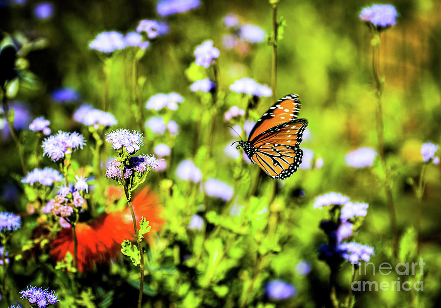 Butterfly in Flight Photograph by Kevin Fortier