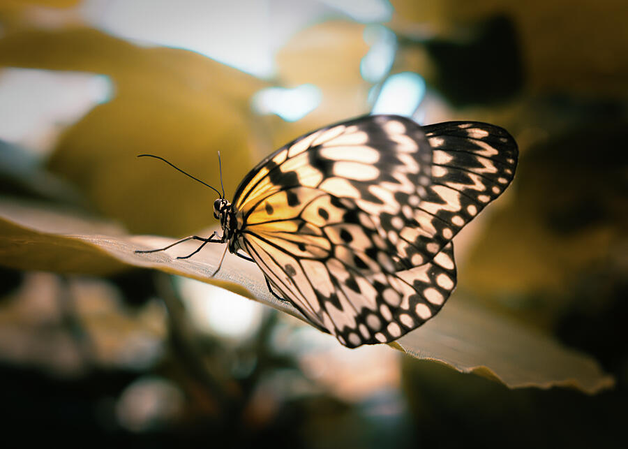Butterfly In Forest Light Photograph