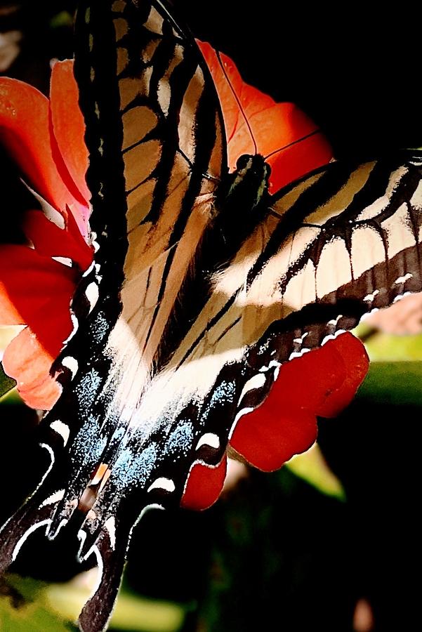 Butterfly in Glow Painting by AList Art Gallery