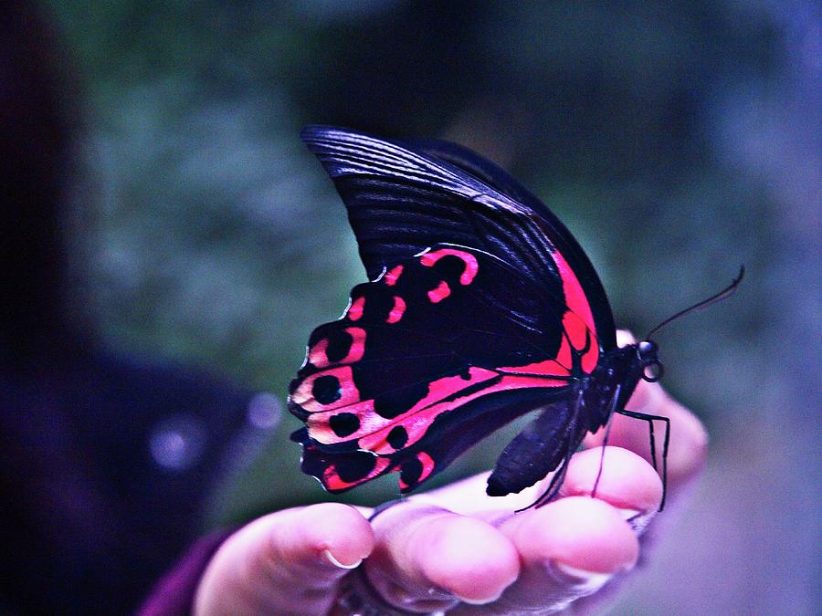 Butterfly In Hand Photograph by David Desautel