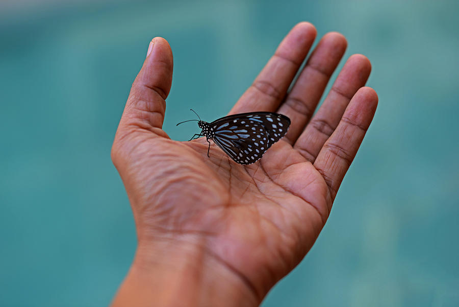 Butterfly in Hand Photograph by Gopan G Nair