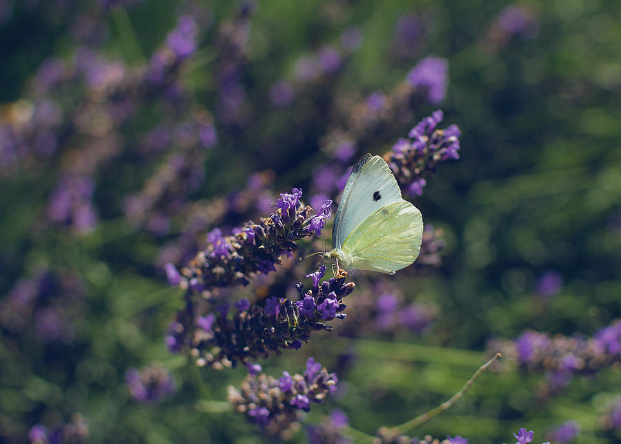 Butterfly in Lavender Photograph by Anna Barbera - Fine Art America