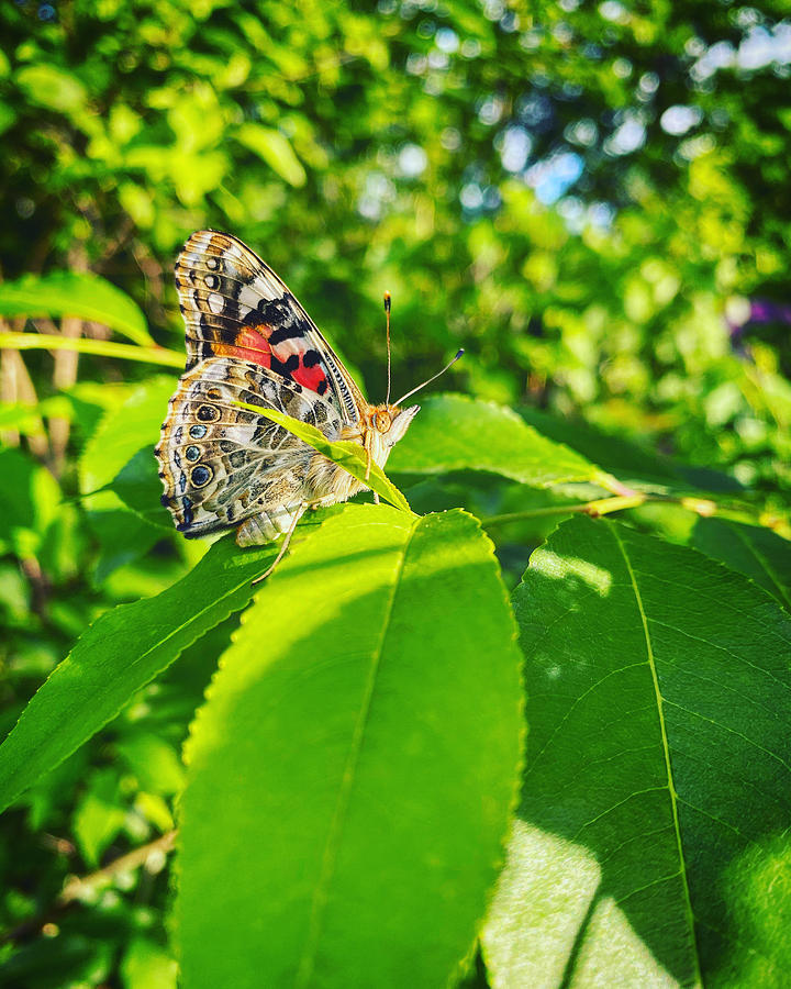 butterfly natural habitat - monarch butterfly genus and species