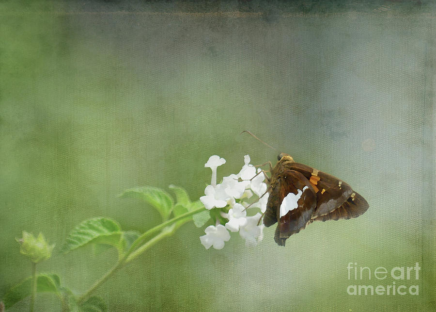 Butterfly in Pinehurst Photograph by Amy Dundon