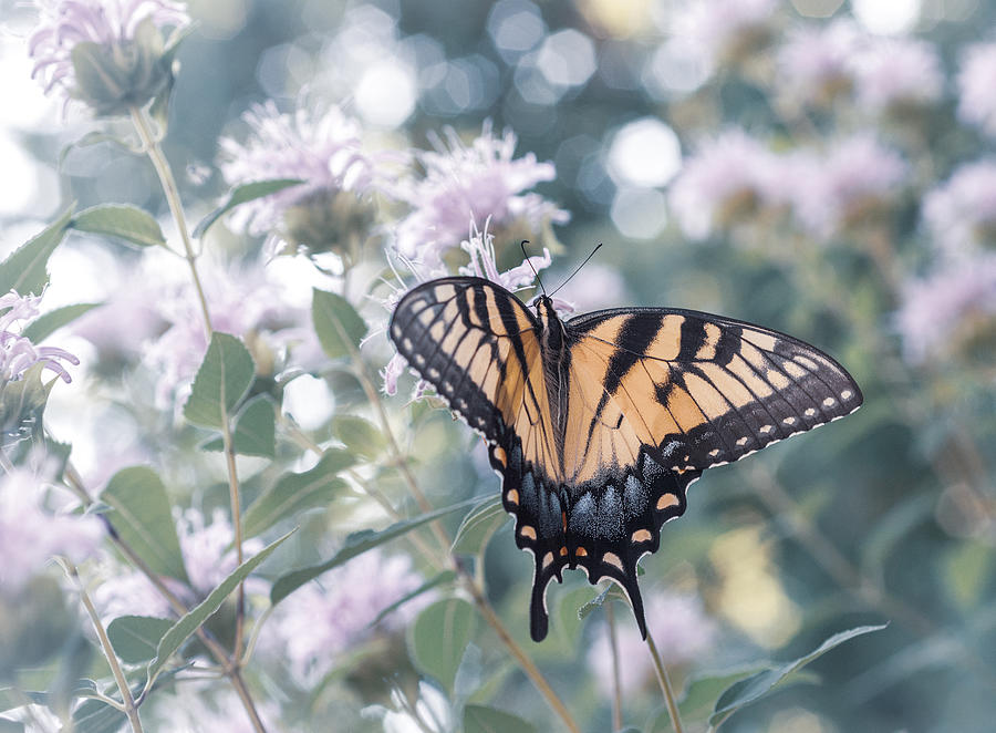 Butterfly In The Balm Photograph