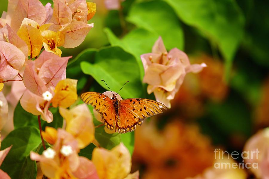 Butterfly in the Bougainvillea Photograph by Craig Wood