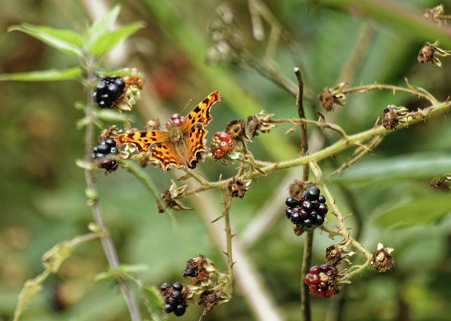 Butterfly in the Brambles Photograph by Jeff Townsend