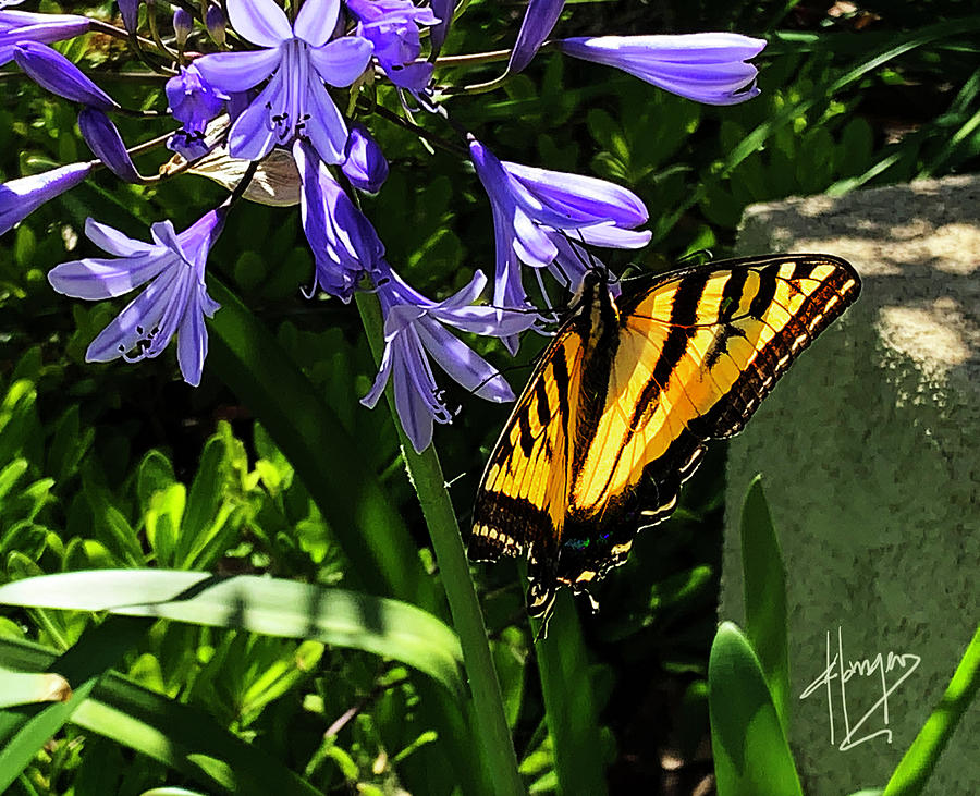 Butterfly In The Garden Photograph by DC Langer