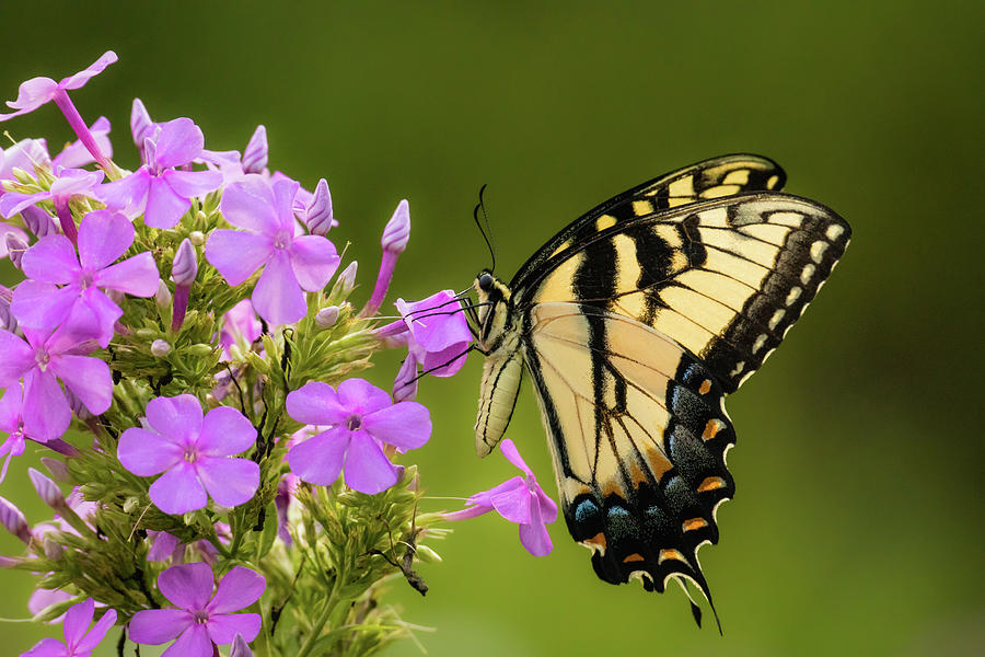 Butterfly in the Garden Photograph by Rachel Morrison