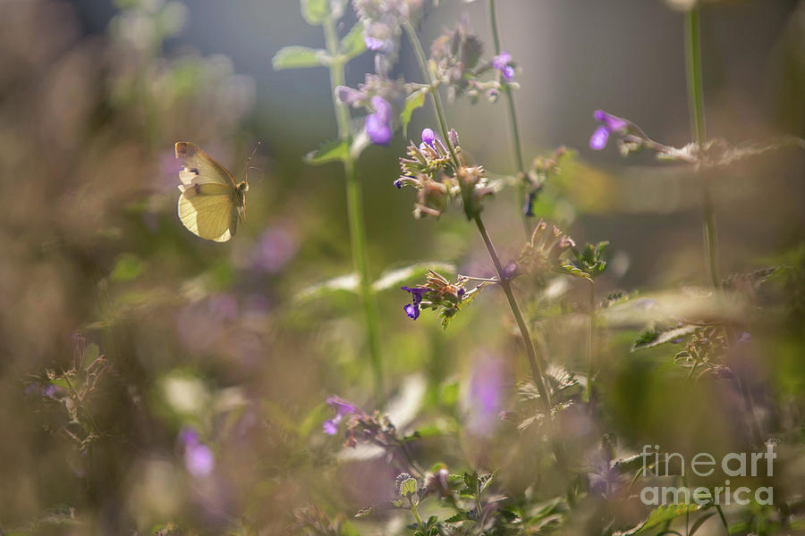 Butterfly In The Morning Light Photograph
