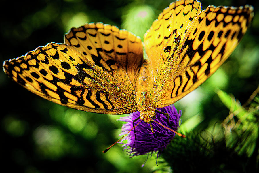 Butterfly in the Woods Photograph by David Morehead