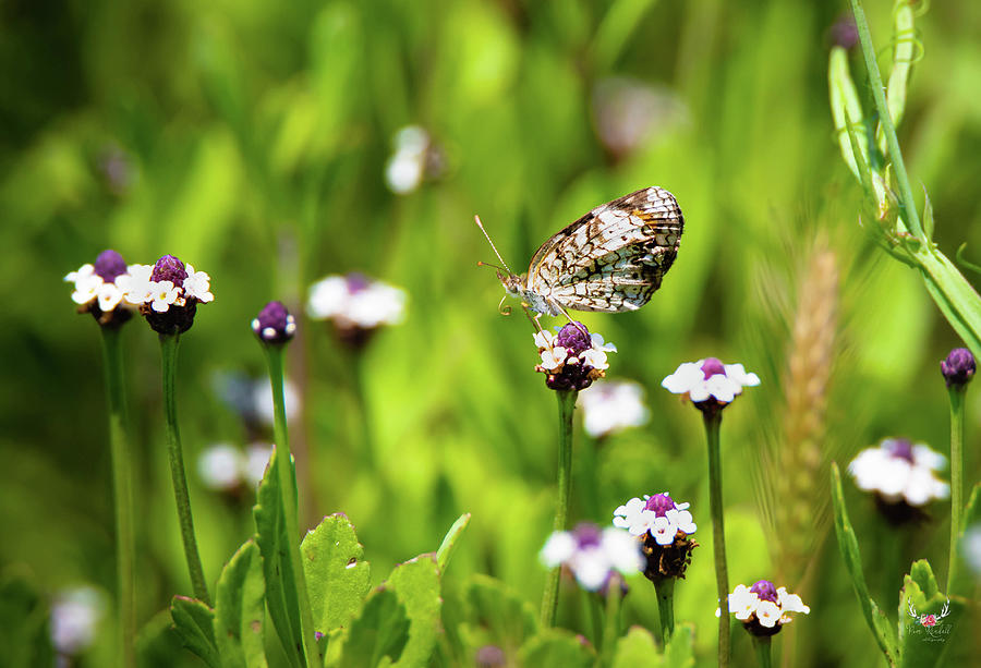 Butterfly in wildflowers Photograph by Pam Rendall