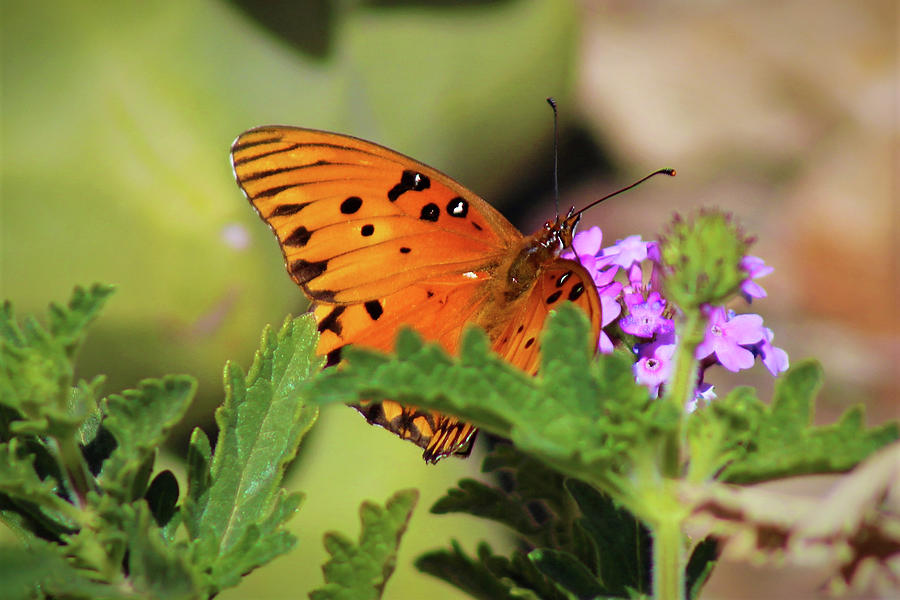 Butterfly Photograph by Jason Judd