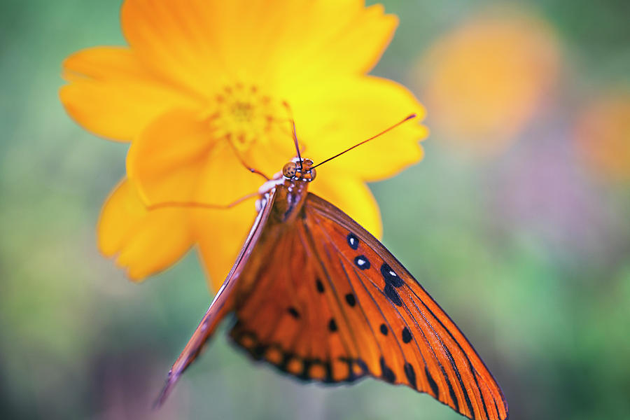 Butterfly Photograph by John Alexander - Fine Art America