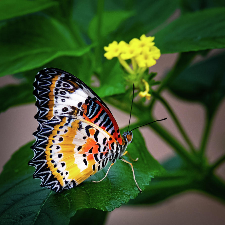 Butterfly Photograph by John Roach