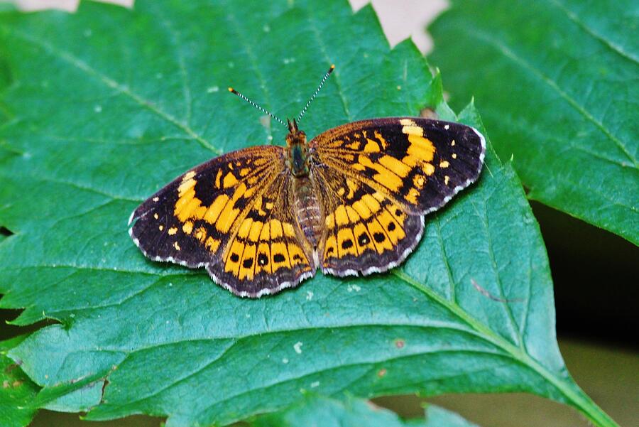 Butterfly Photograph by John Walsh Butterfly Photograph by John Walsh