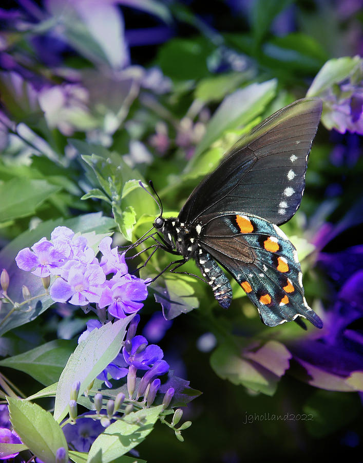 Butterfly Photograph by Joseph G Holland